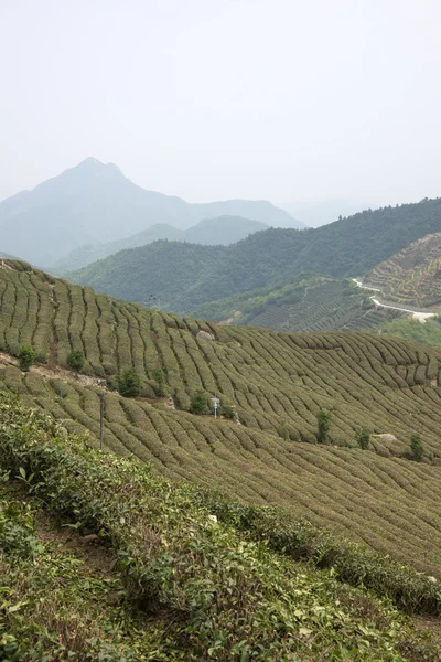 Cina pemandangan gunung teh — Stok Foto