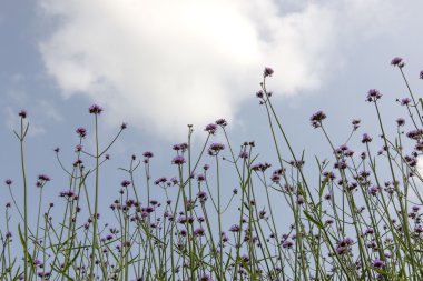 verbena bitki ölçek dikim