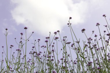 verbena bitki ölçek dikim