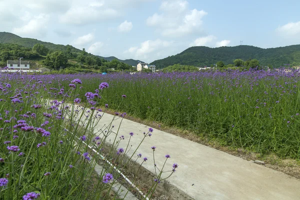 verbena plant scale planting