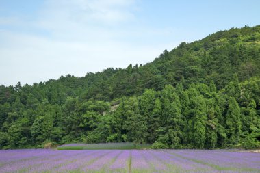 verbena bitki ölçek dikim 