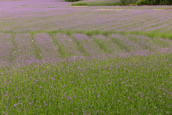 Flor de planta pura verbena — Fotografia de Stock