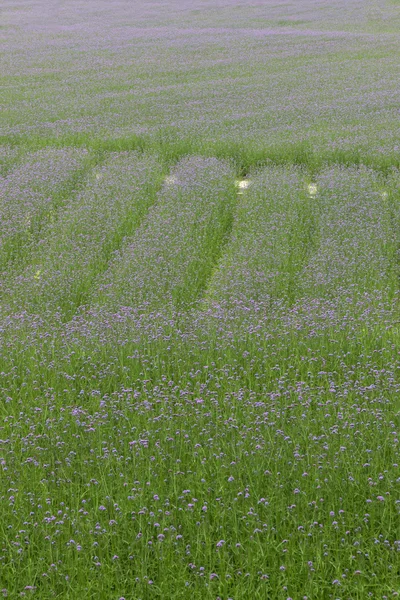 Flor de planta de verbena aseado —  Fotos de Stock