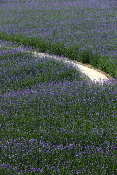 Flor de planta de verbena aseado — Foto de Stock