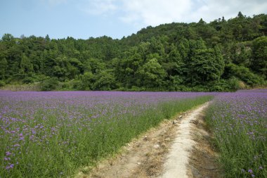 Temiz verbena bitki çiçek