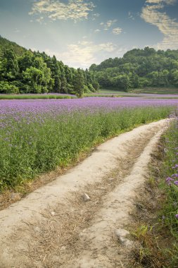 verbena bitki ölçek dikim  