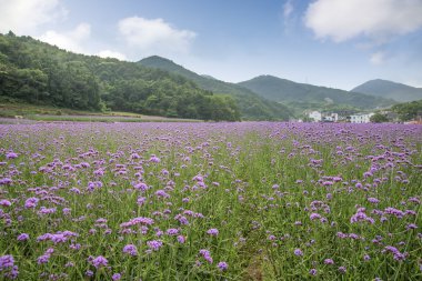 verbena bitki ölçek dikim