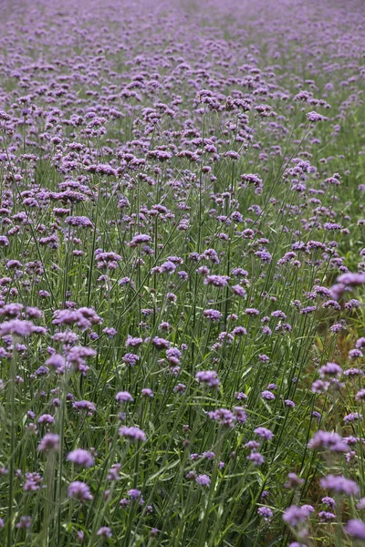 Flores púrpuras, herba verbenae . —  Fotos de Stock