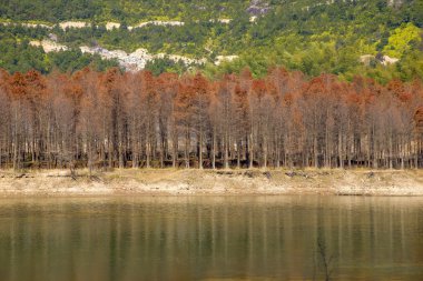 Kırmızı sedir orman ve trails