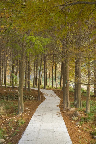 Forêt de cèdres rouges et sentiers — Photo