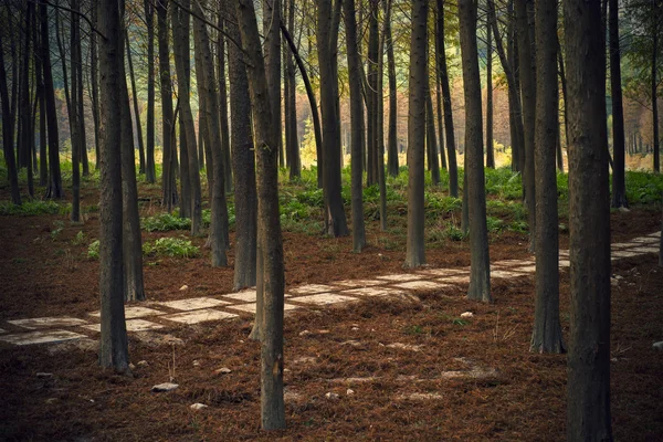 Kırmızı sedir orman ve trails — Stok fotoğraf
