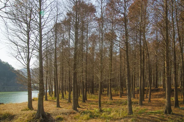 Sunshine cedar skog — Stockfoto