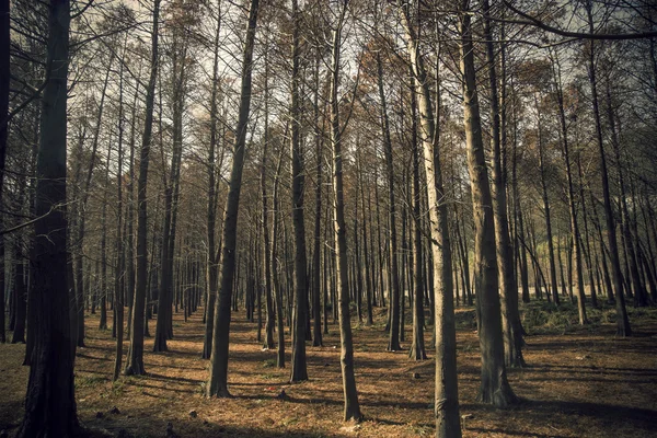 Güneş sedir orman — Stok fotoğraf