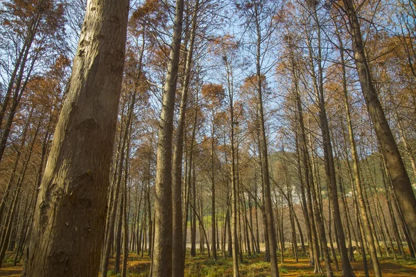 선샤인 삼나무 숲 — 스톡 사진