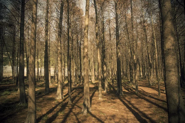 日光杉の森 — ストック写真