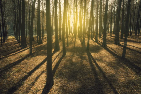 Floresta de cedro sol — Fotografia de Stock