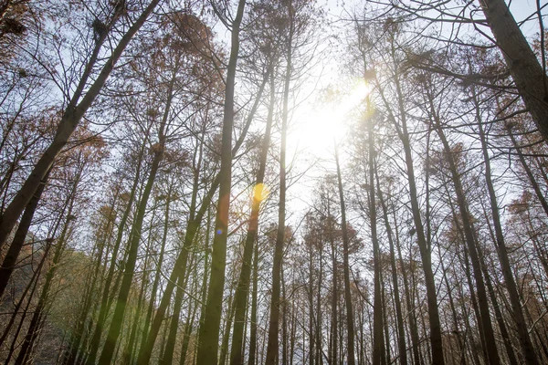 Солнечный кедровый лес — стоковое фото