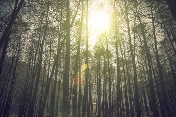 Güneş sedir orman — Stok fotoğraf