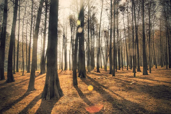 日光杉の森 — ストック写真