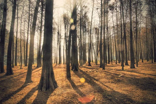 Güneş sedir orman — Stok fotoğraf