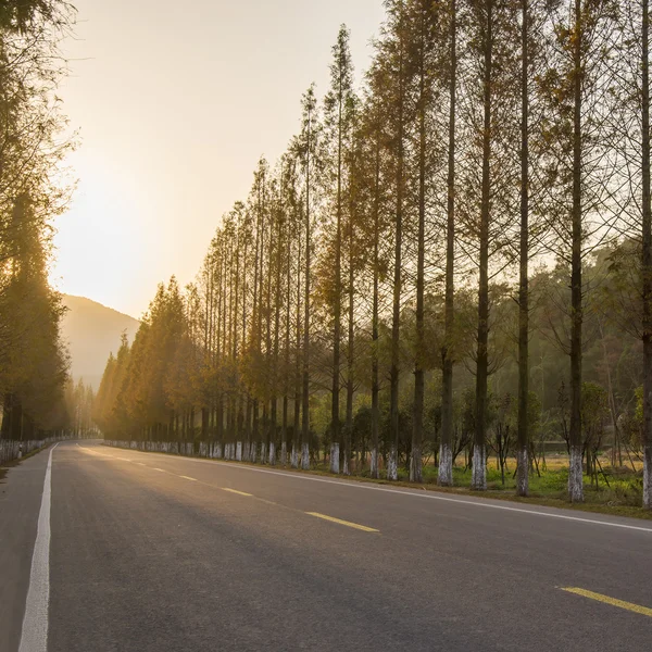 Zonsondergang Highway mangroven — Stockfoto