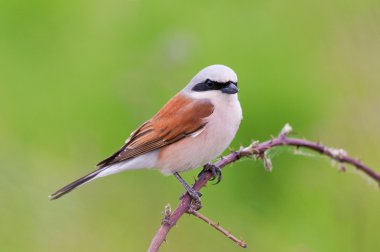 Kızıl sırtlı örümcek kuşu