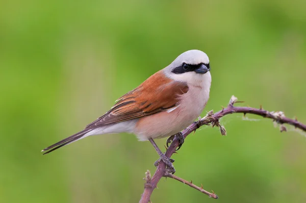 Shrike de apoio vermelho — Fotografia de Stock