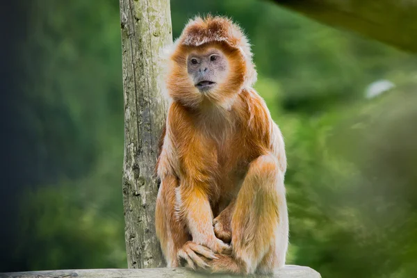 Il langur di Giava — Foto Stock