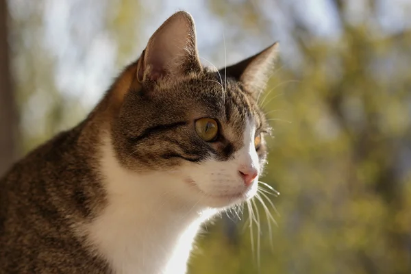 Hauskatze — Stockfoto