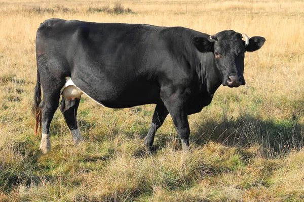 Siyah inek tarlada