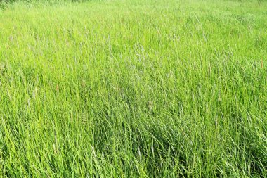 Taze yeşil çayır çimen