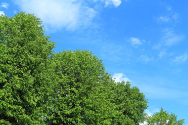 Mavi gökyüzü arka planı yeşil kron