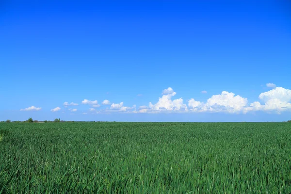 Un campo verde de cereales — Foto de Stock