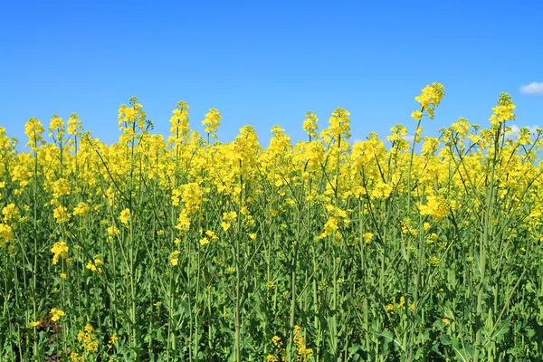 Çiçek açması kolza alanında