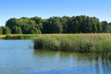 Yaz manzarası, göl kıyısında reed