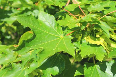 yeşil akçaağaç yaprakları