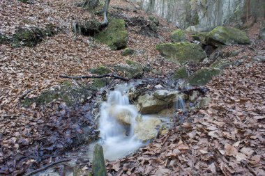 Erken Bahar orman çayı