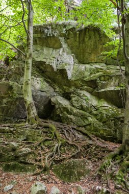 Erken Bahar orman kaya