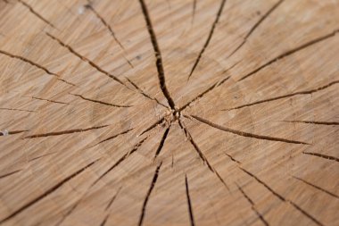 düşmüş ağaç güdük