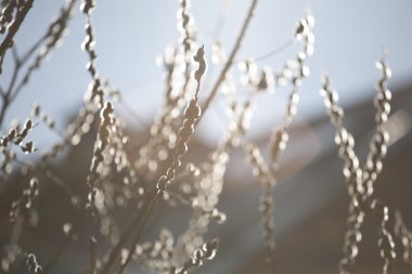 sabah erken duygu tomurcukları dal ve güneş ışığı ile