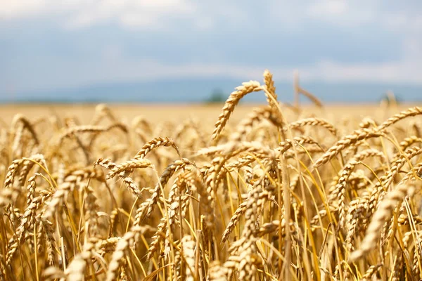 Campo di grano con cielo azzurro e nuvole e montagna sullo sfondo — Foto Stock