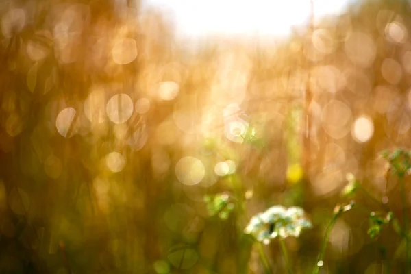 Blurry golden grass after rain in the sun — Stock Photo, Image