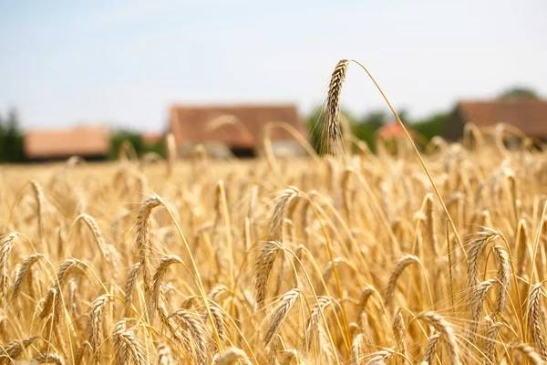 Wheat field with blue sky and clouds and mountain in background — Stock Photo, Image