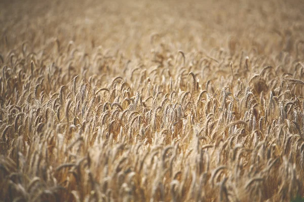 Wheat field full of ripe wheat heads — Stock Photo, Image