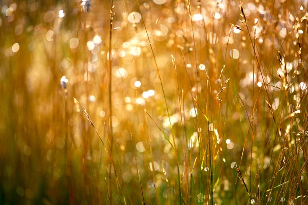 Wazig gouden gras na regen in de zon Rechtenvrije Stockafbeeldingen
