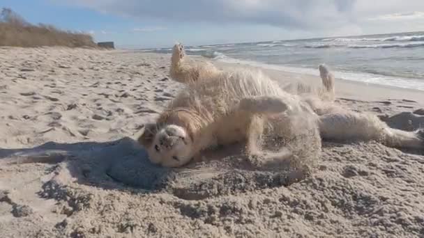 Golden Retriever Sulla Spiaggia Rutta Asciuga Brezze Sabbia Mare Sole — Video Stock