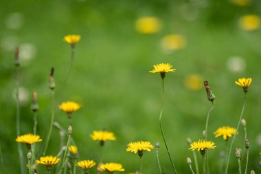 Bahçedeki güzel çiçekler