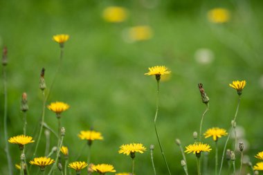 Alandaki sarı dandelions