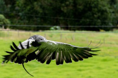 Parkta uçan siyah beyaz bir akbabanın yakın plan fotoğrafı.