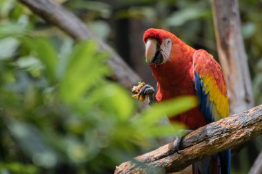 kırmızı - vahşi doğada altın papağan